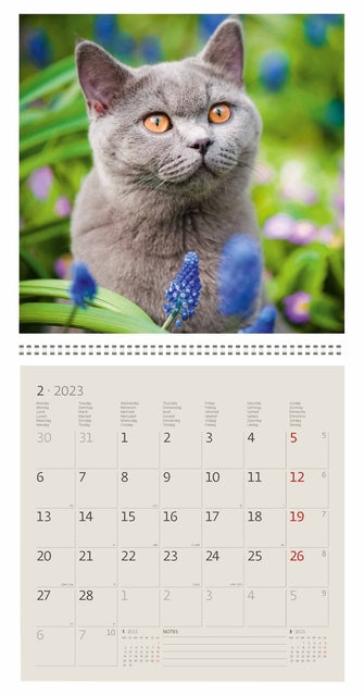 Kalender 2023 Helma 365 30x30cm Katten